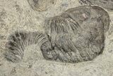 Plate Of Large Parahomalonotus Trilobites - Foum Zguid, Morocco #171025-5